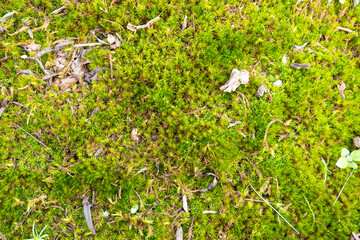 Green mos on the ground.