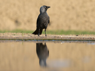 Jackdaw, Coloeus monedula