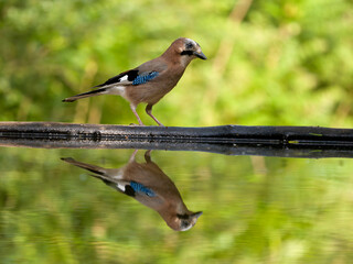 Eurasian jay, Garrulus glandarius