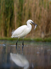 Little egret, Egretta garzetta,