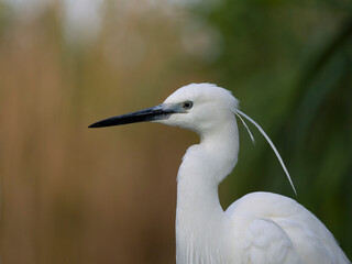 Little egret, Egretta garzetta,