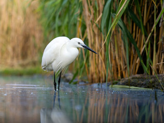 Little egret, Egretta garzetta,