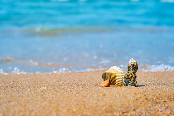 seashells on sandy beach against backdrop of calm sea in midday heat, copy space for concept of natural cosmetics and UV protection, selective focus and blurred background of sea