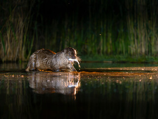 Eurasian otter, Lutra lutra