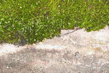 Green mos on the ground.