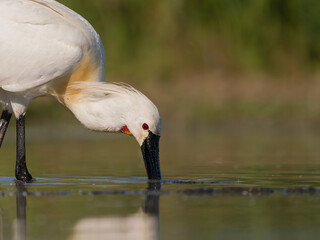 Obraz premium Spoonbill, Platalea leucorodia