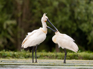 Spoonbill, Platalea leucorodia