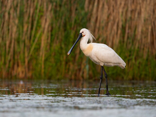 Spoonbill, Platalea leucorodia