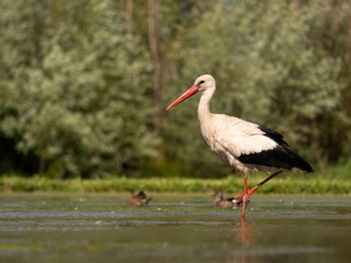 White stork, Ciconia ciconia