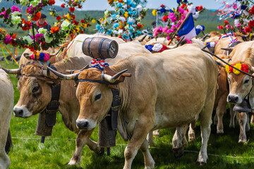 cows during the Aubrac transhumance