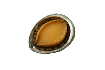 Fresh raw abalone in shell isolated on transparent background, premium seafood delicacy for gourmet cuisine, luxury ocean shellfish for restaurant menu, high-quality marine food concept, healthy