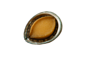 Fresh raw abalone in shell isolated on transparent background, premium seafood delicacy for gourmet cuisine, luxury ocean shellfish for restaurant menu, high-quality marine food concept, healthy