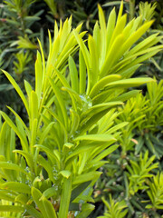 Fresh green yew leaves with water droplets, captured in high detail and natural light