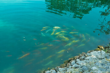 Colorful Japan Koi fish swimming in a water garden,Koi Fish swim in pond,fancy carp fish in fresh water on a blue background..