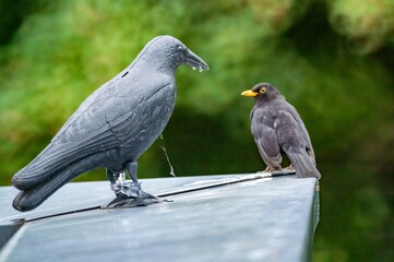 Blackbird observing plastic decoy crow on rooftop