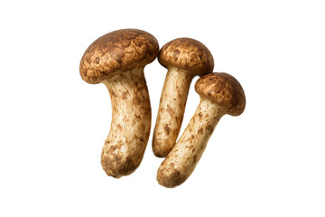 Fresh Matsutake mushrooms isolated on a transparent background, premium wild gourmet mushrooms known for their rich aroma and earthy flavor, perfect for Asian cuisine, organic cooking