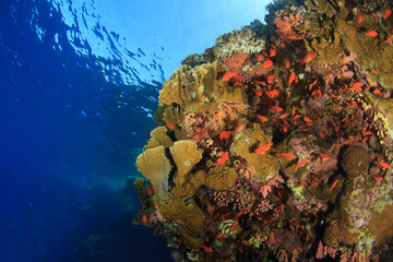 hard coral reef with its colorful fish.