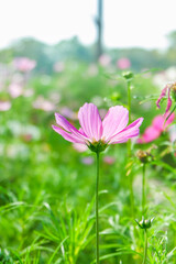 Beautiful cosmos flowers in garden,spring season with pink cosmos flowers blooming in park,picture for background concept.