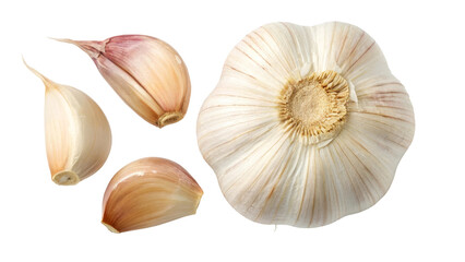 Close-up of fresh garlic bulb and cloves isolated on transparent background, cut out, detailed studio shot of raw aromatic vegetable, culinary spice ingredient for cooking or healthy food concept.