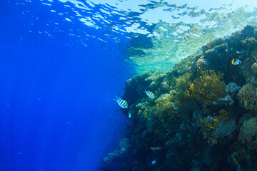 Small colorful fish play happily on the reef near the surface.