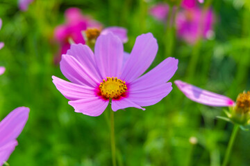 Beautiful pink cosmos flowers blooming in garden,spring season.