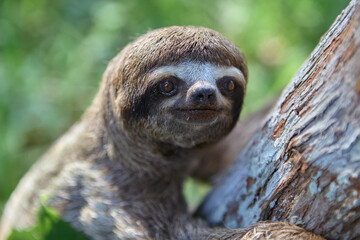 a sloth bear moves through the dense rainforest of Pacaya Samiria, a rare glimpse of elusive life in the heart of the Peruvian Amazon. Loreto Peru. © Beto Santillan