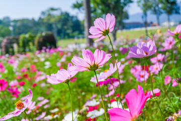 Field of Pink cosmos flowers blooming in garden,wild pink cosmos flowers in spring day,autumn season,view of the various cosmos flowers,Selective focus.