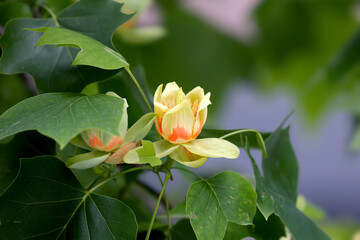 Unusual flowers of Liriodendron tulipifera or the tulip tree taken close-up from different angles and angles