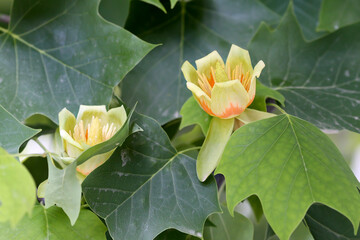 Unusual flowers of Liriodendron tulipifera or the tulip tree taken close-up from different angles and angles
