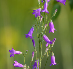Flowers and stems of Siberian bellflower (Campánula sibírica) taken close-up against a beautiful background