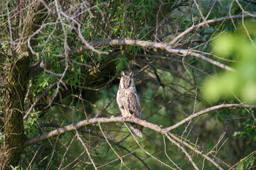 An adult long-eared owl (Asio otus) perched on a curved tree branch in its natural habitat among...