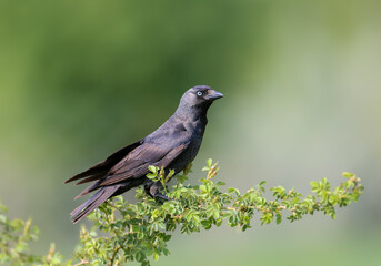 An adult western jackdaw (Coloeus monedula) perched and flying on a thin branch of a rose bush against a blurred background