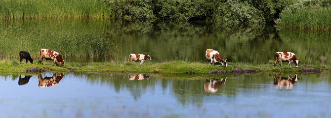 Panorama Rural pastoral with green grass, cows on the lake shore and their reflections in the water