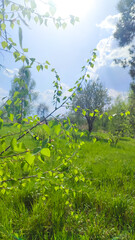 Leaves of birch with bright sun. tree branch with a bright green leaf in the sun