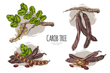 Obraz premium Poster sketch with set of branches with leaves, flowers, pods, powder and seeds of carob tree.