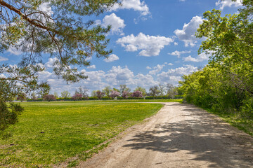 Fototapeta premium Gravel path surrounded by beautiful Spring greens with the clouds floating in the blue sky on a warm, sunny day inviting you to take a walk.
