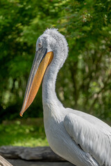 A Dalmatian Pelican in profile