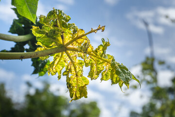 Close-up of a papaya leaf infected with Papaya Ringspot Virus (PRSV), showing symptoms of yellowing, curling, and shrinking. Common viral disease affecting tropical papaya plants.