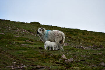 Sheep and lamb in Knockmealdown Mountains, Co. Tipperary, Co. Waterford, Ireland