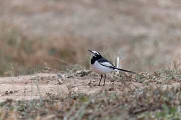 White wagtail on the ground