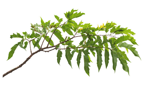 Tree of heaven young branch with leaves isolated on white background, Ailanthus altissima vector illustration, nature plant design, botanical art, environmental design, foliage plant.