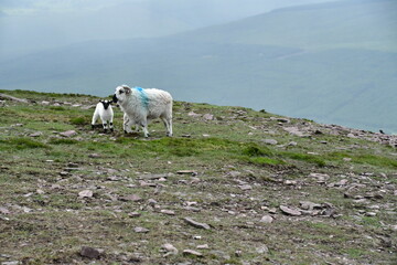 Sheep and lamb in Knockmealdown Mountains, Co. Tipperary, Co. Waterford, Ireland