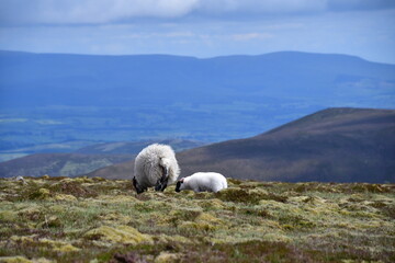 Sheep and lamb in Knockmealdown Mountains, Co. Tipperary, Co. Waterford, Ireland