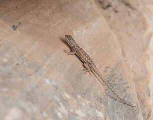 Ornate Tree Lizard on a metal handrail in Arizona desert, USA