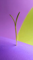 Sprout Emerging on Purple Surface
