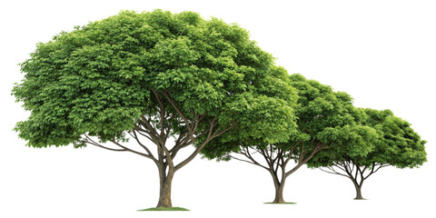Fototapeta premium Three Lush Green Trees Isolated on Transparent Background, Nature, Foliage, Environment, Trees, Green, Nature
