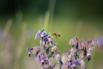A close-up of a bee pollinating a vibrant purple flower in a natural outdoor environment. This detailed image highlights the essential role of pollinators in biodiversity and ecosystems. 