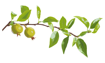 Green pomegranate branch isolated on white, vector illustration, healthy fruit, organic plant, botanical art, nature design, fruit branch, green leaves, vegan nutrition, pomegranate.