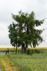 A tree with a small building in front of it