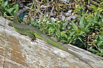 GR 34 le sentier des douaniers en Bretagne en France : de Pléneuf-Val-André à Pont Rolland (baie de Saint-Brieuc, barrage de Pont Rolland, port de Dahouët, faune et flore)